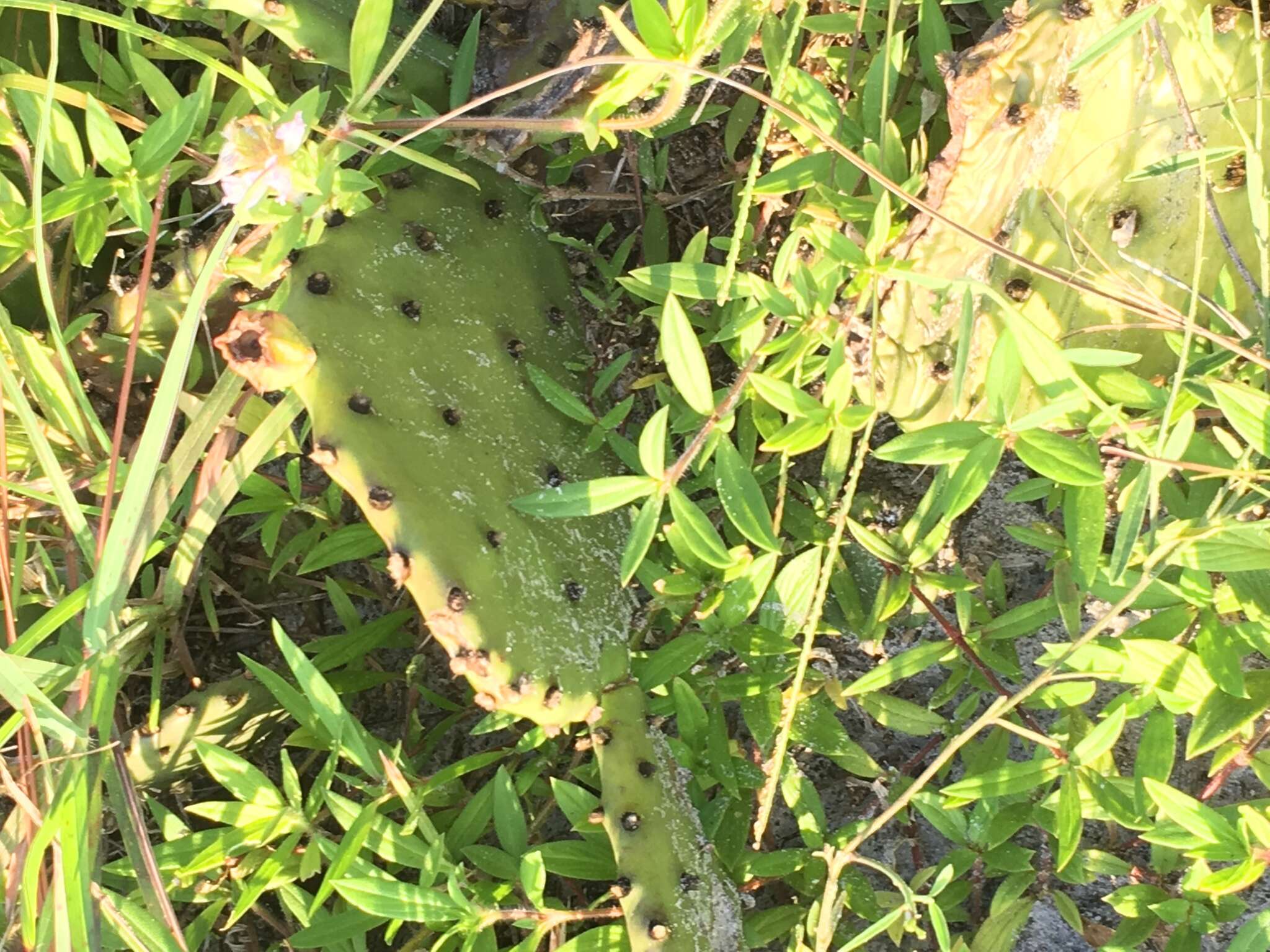 Image of Eastern Prickly Pear