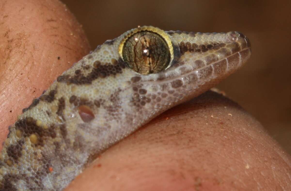 Imagem de Pachydactylus tsodiloensis Haacke 1966