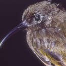 Image of Gilliard's Honeyeater