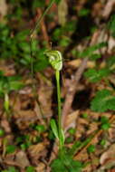 Image of Alpine greenhood