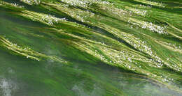 Image of Common Water-crowfoot