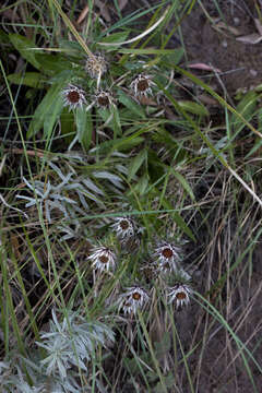 Image de Macledium speciosum (DC.) S. Ortiz