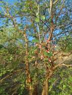 Image of Jatropha cordata (Ortega) Müll. Arg.