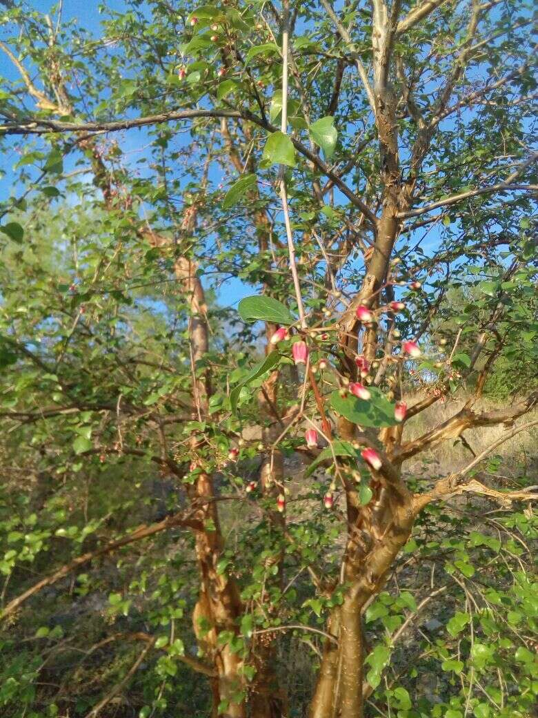 Image of Jatropha cordata (Ortega) Müll. Arg.