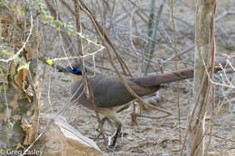 Image of Coua ruficeps olivaceiceps (Sharpe 1873)