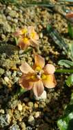 Image of Moraea tricolor Andrews