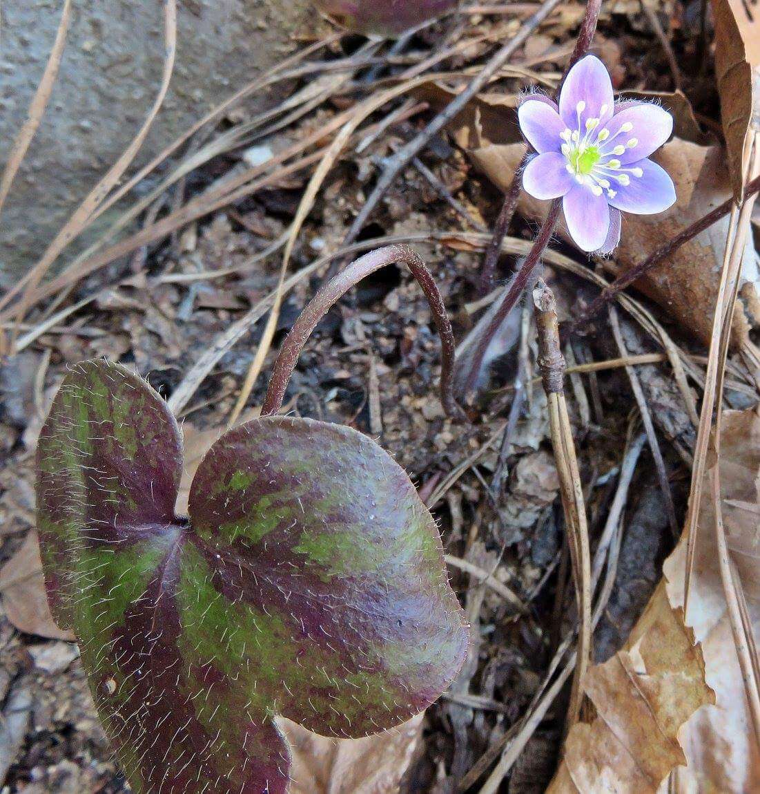 Image of roundlobe hepatica