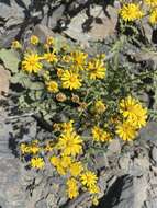 Plancia ëd Senecio leucanthemifolius subsp. caucasicus (DC.) Greuter