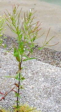 Image of Epilobium pseudorubescens A. K. Skvortsov