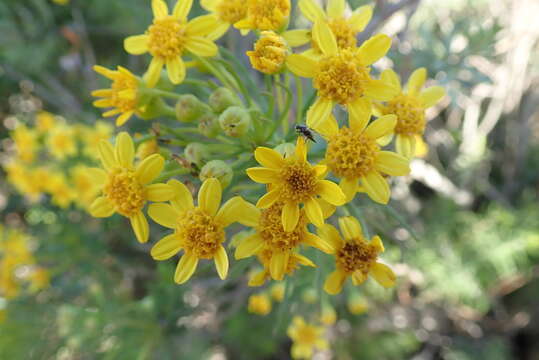 Imagem de Euryops linifolius (L.) DC.