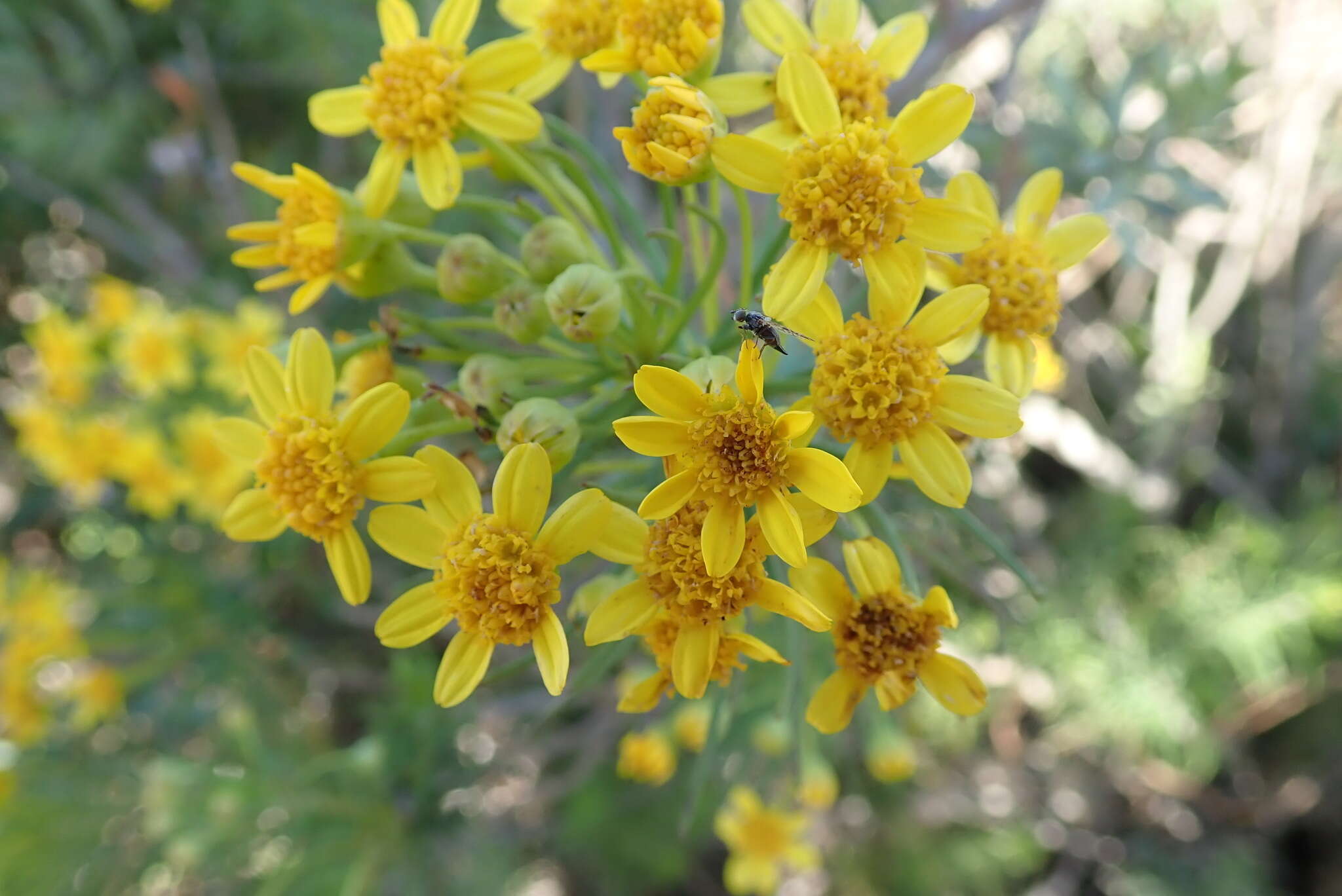 Image of Euryops linifolius (L.) DC.