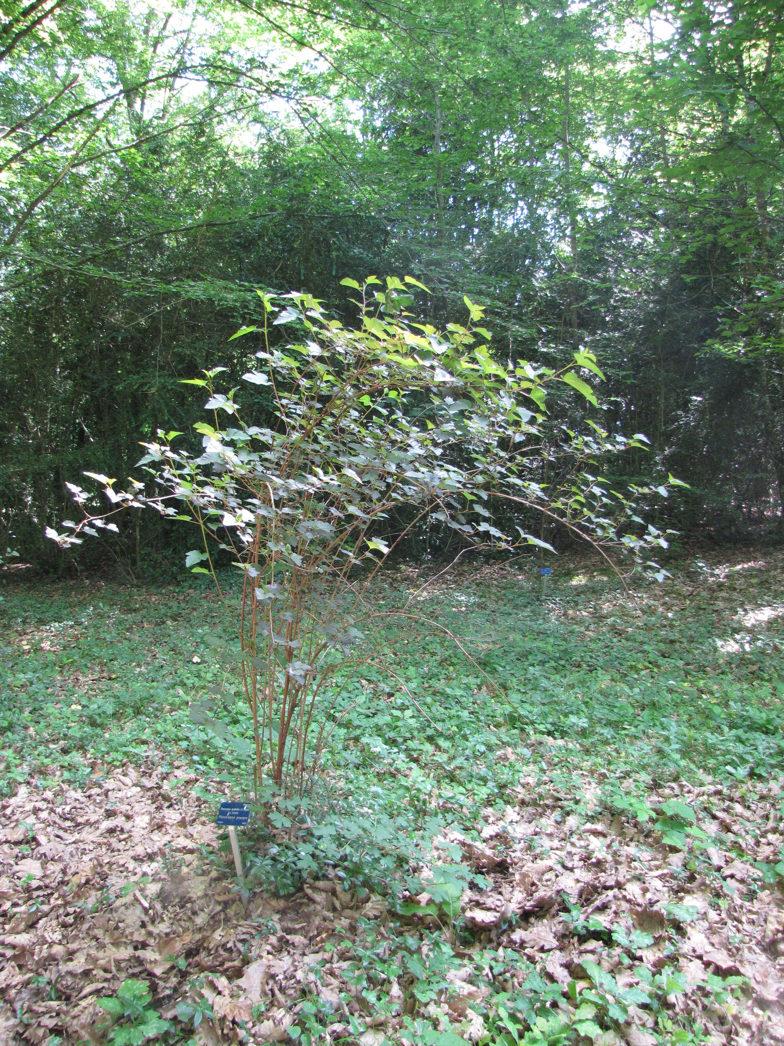 Image of common ninebark