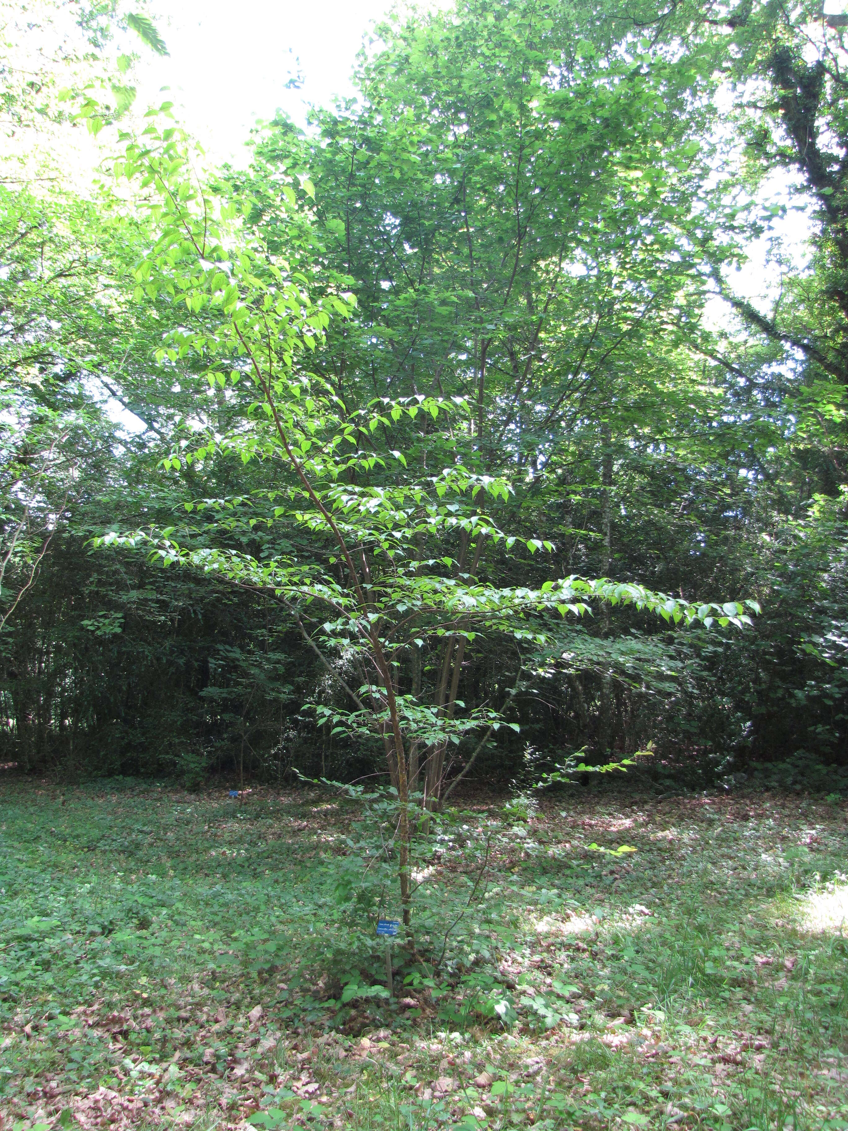 Plancia ëd Cornus officinalis Siebold & Zucc.