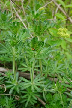 Image of Galium album subsp. pycnotrichum (Heinr. Braun) Krendl