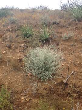 Imagem de Eriogonum cinereum Benth.