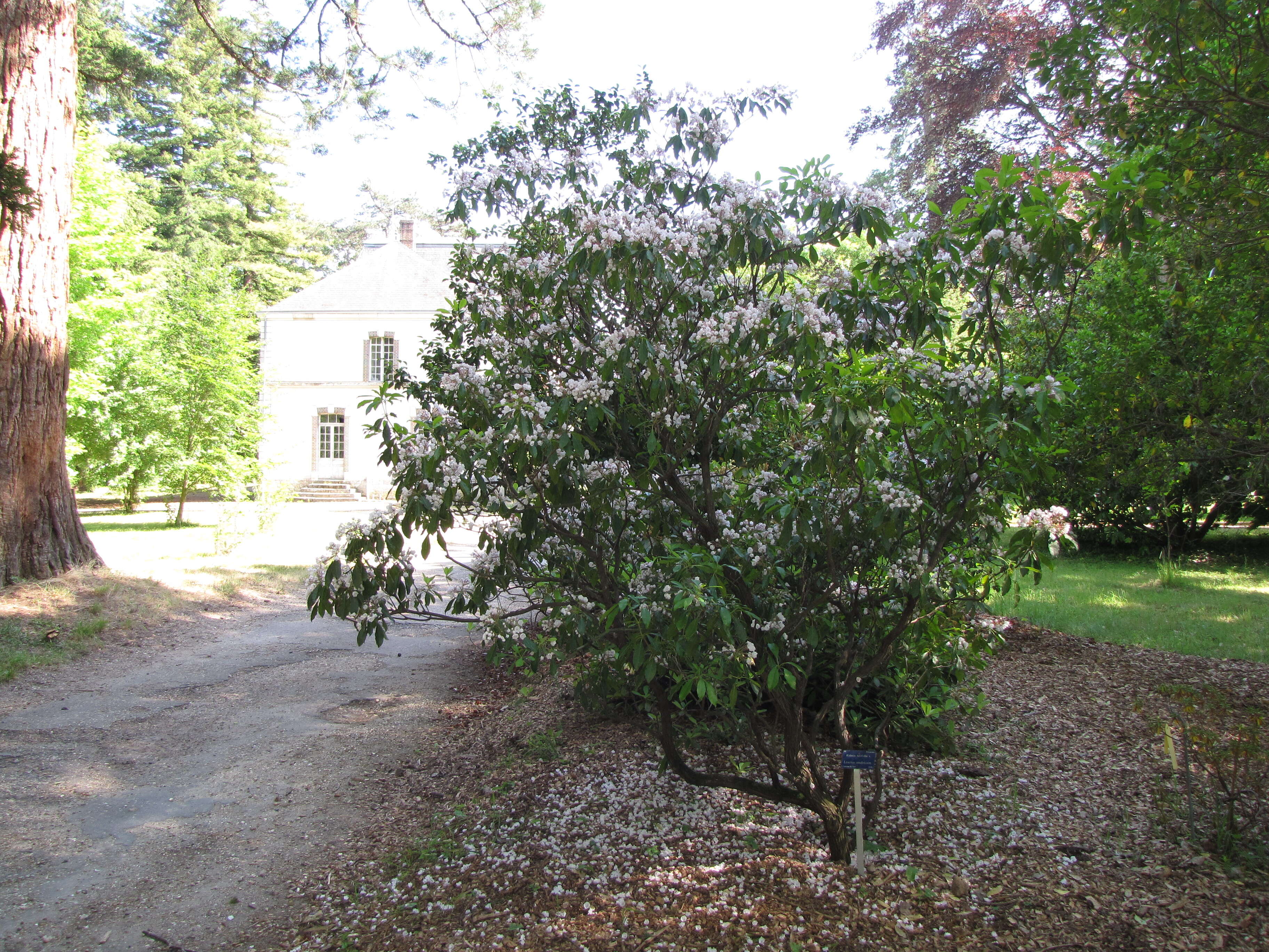 Image of mountain laurel