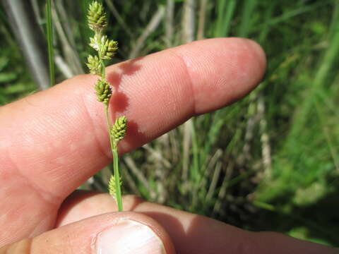 Image of Gray Bog Sedge