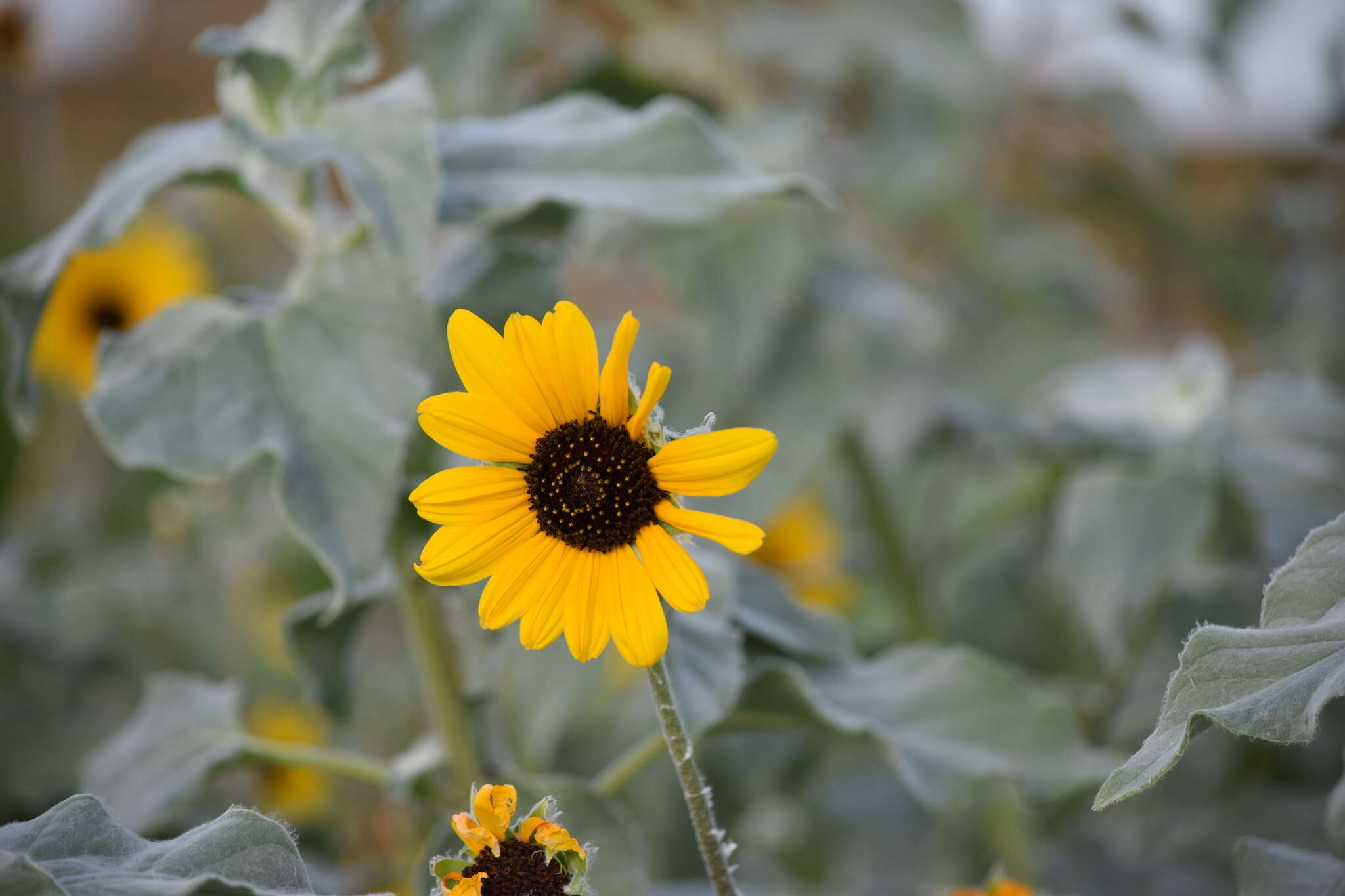 Слика од Helianthus argophyllus Torr. & A. Gray