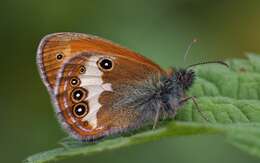 Coenonympha arcania Linnaeus 1761的圖片