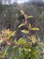 Image de Pyracantha fortuneana (Maxim.) H. L. Li