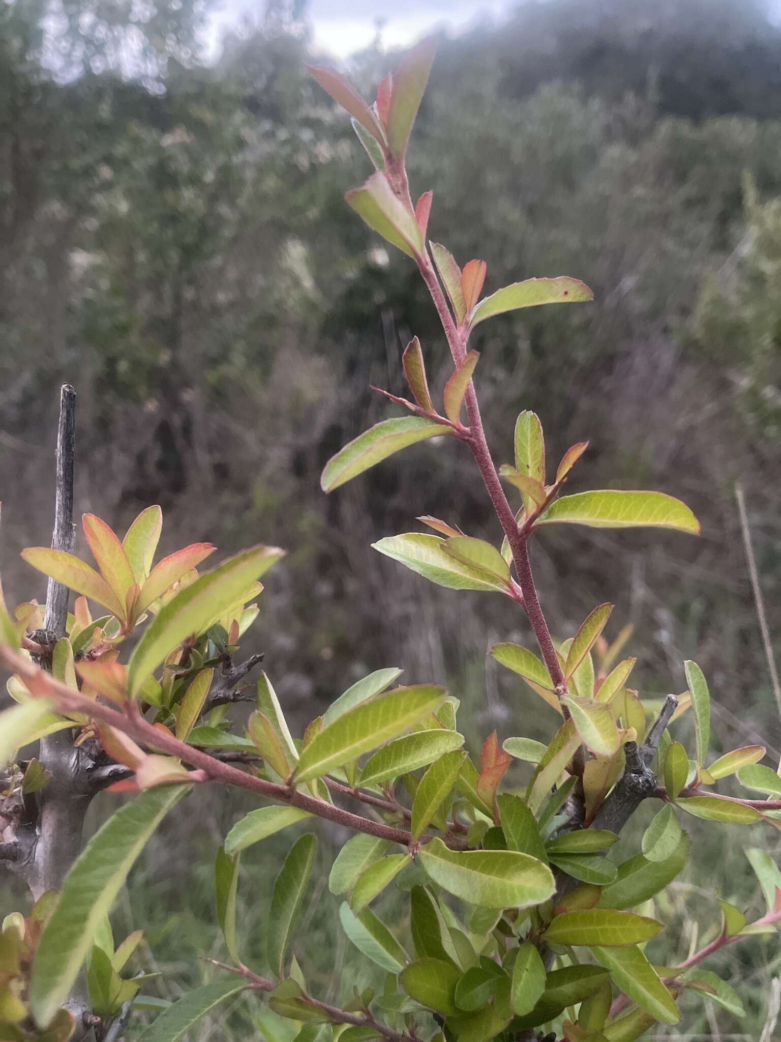 Image de Pyracantha fortuneana (Maxim.) H. L. Li