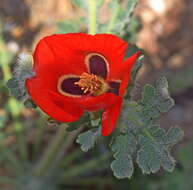 Image of blackspot hornpoppy