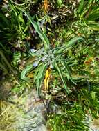 Image of Solanum nitidum Ruiz & Pav.