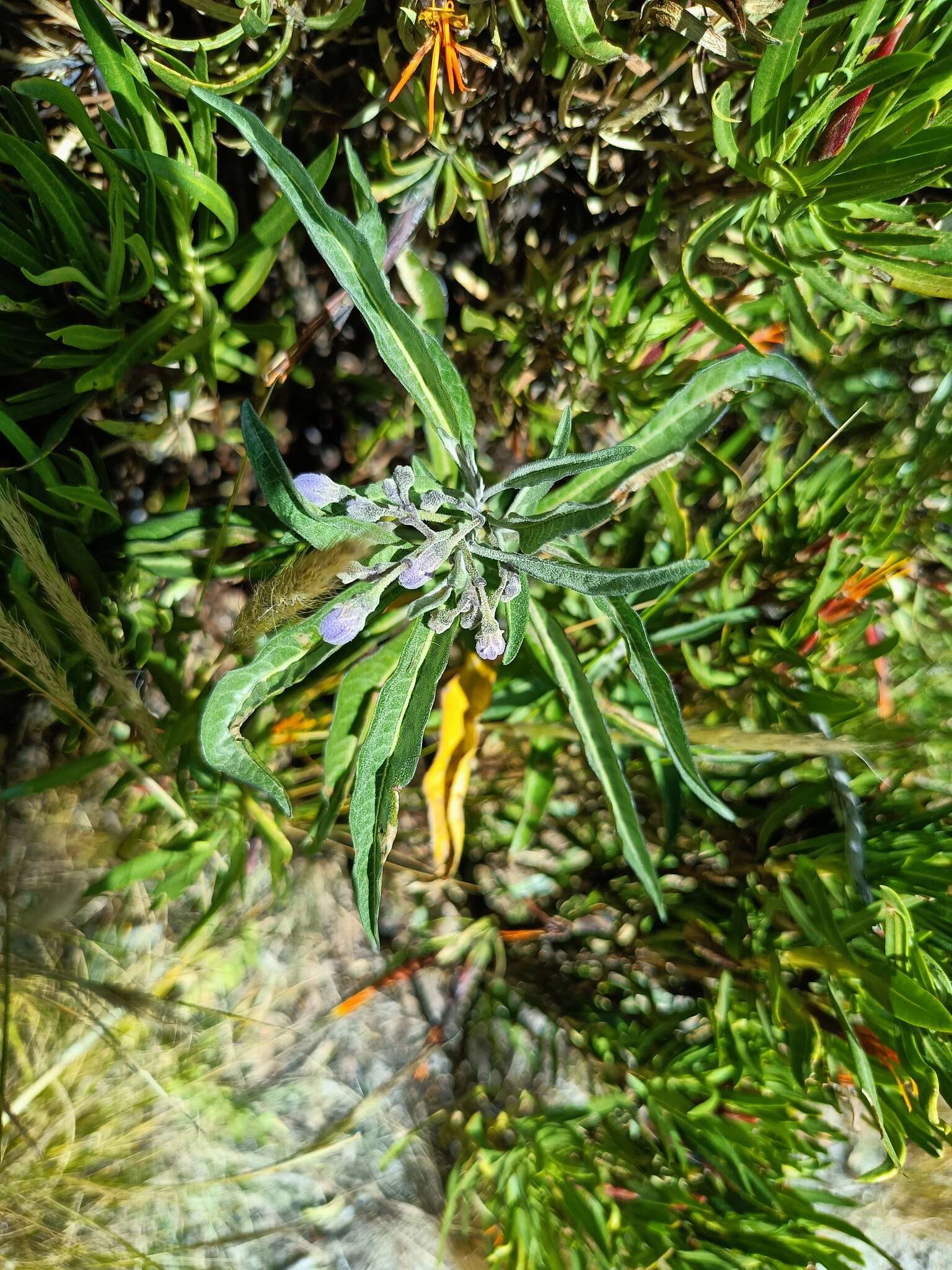 Слика од Solanum nitidum Ruiz & Pav.