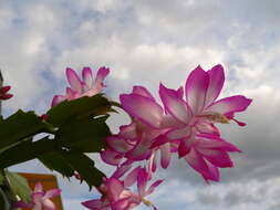 Image of schlumbergera