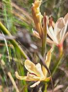 Image of Geissorhiza confusa Goldblatt