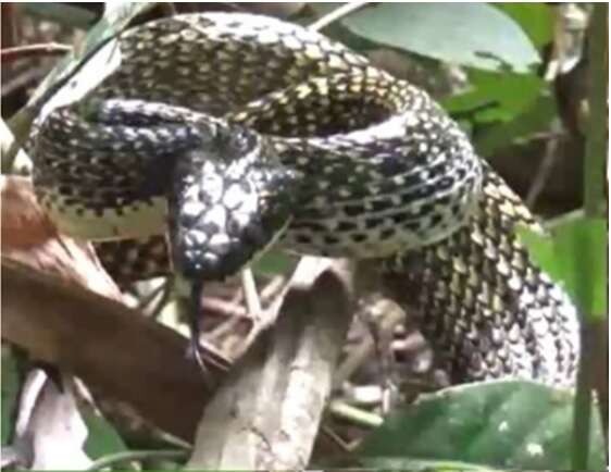 Image of Shropshire's Puffing Snake