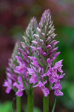 Image of Coeloglossum