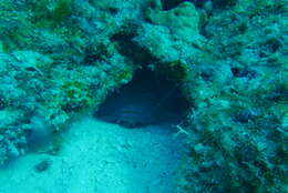 Image of Coral toadfish