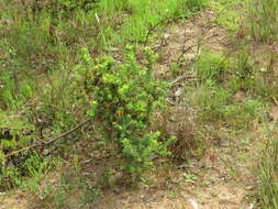 Image of Aspalathus cordata (L.) R. Dahlgren