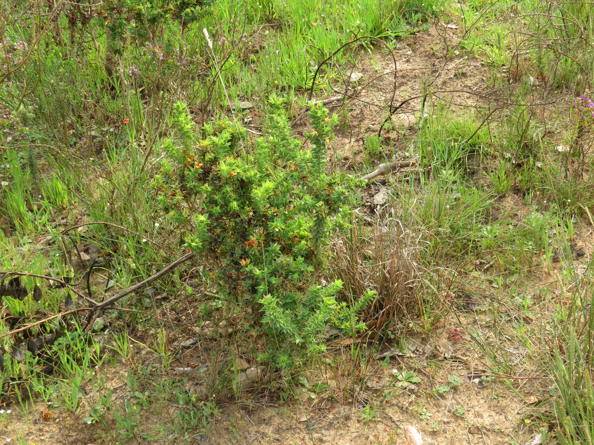 Image of Aspalathus cordata (L.) R. Dahlgren