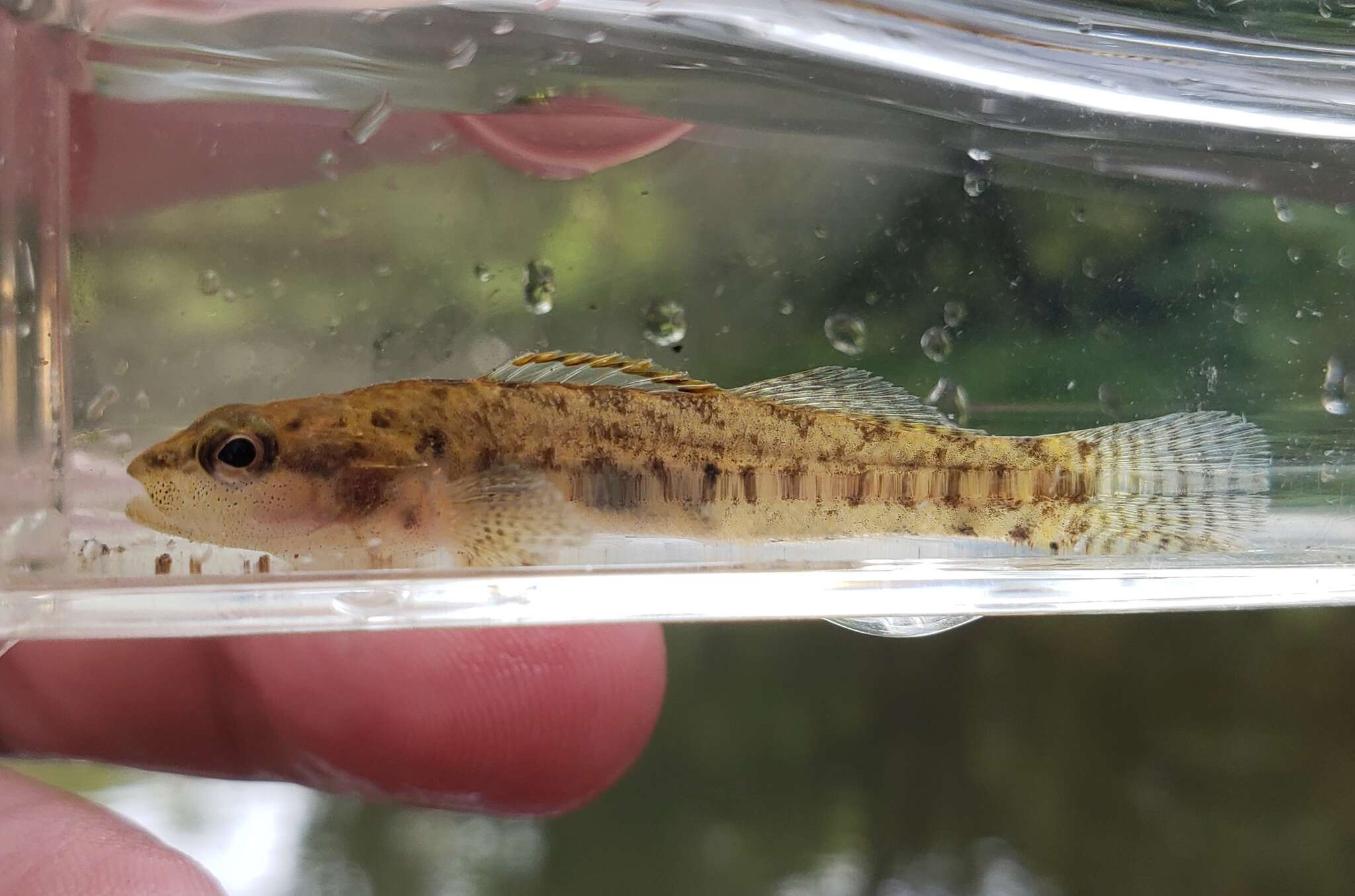 Imagem de Etheostoma kennicotti (Putnam 1863)