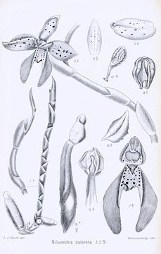 Image of Silvorchis