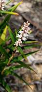 Image of Leucopogon australis R. Br.