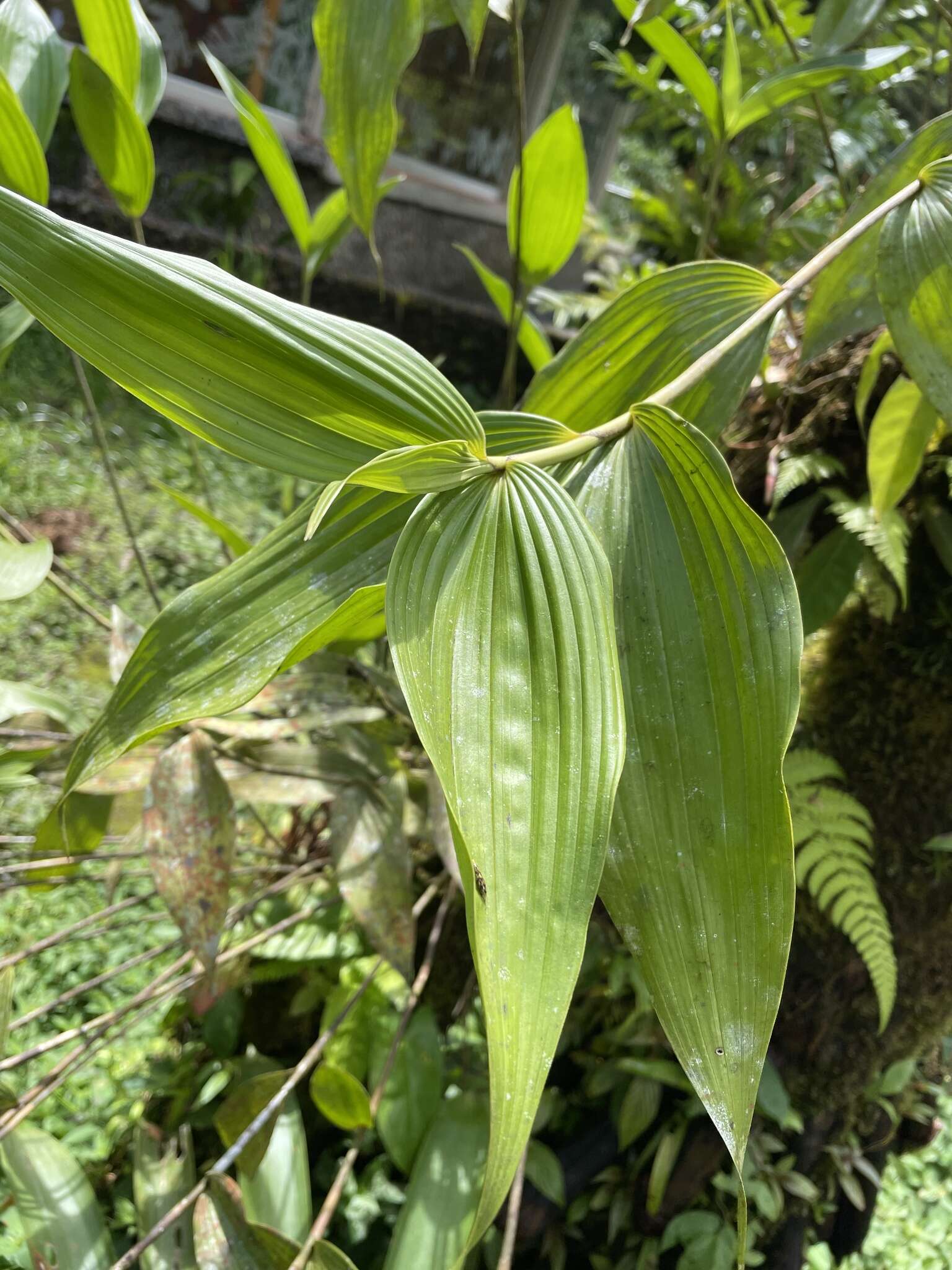 Image of Sobralia chrysostoma Dressler