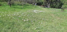 Image of Zephyranthes carinata Herb.