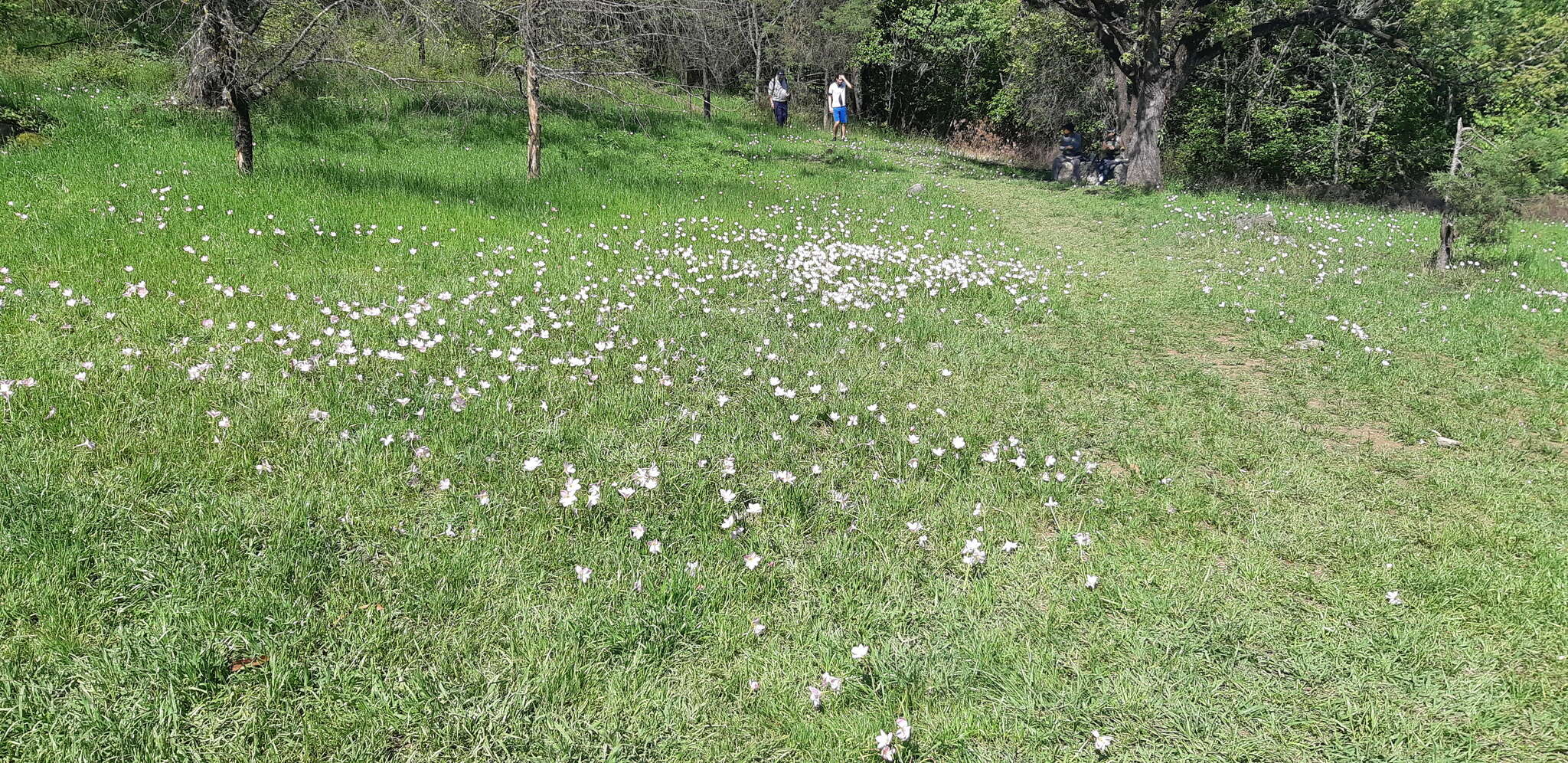 Image of Zephyranthes carinata Herb.