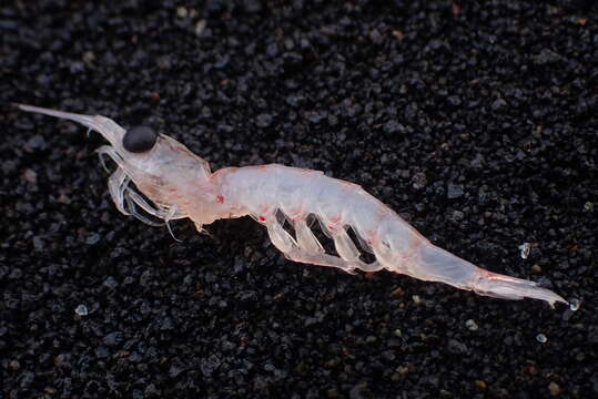 Image of Antarctic Krill