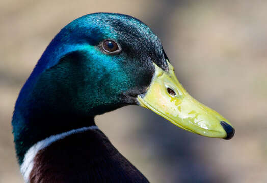 Image of Common Mallard