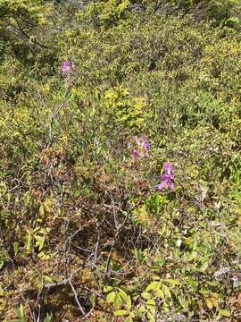 Слика од Rhododendron canadense (L.) Britton, Stern & Pogg.