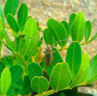 Niphona picticornis Mulsant 1839的图像