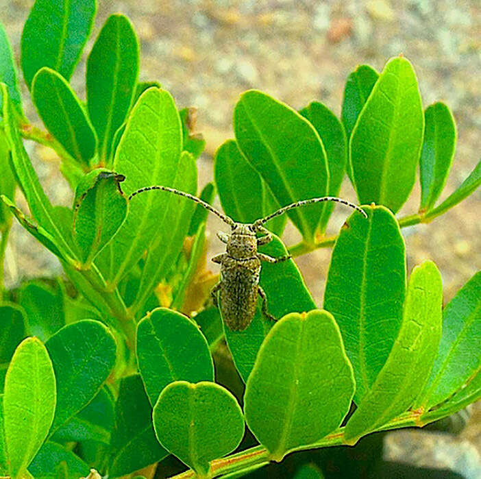 Niphona picticornis Mulsant 1839的图像