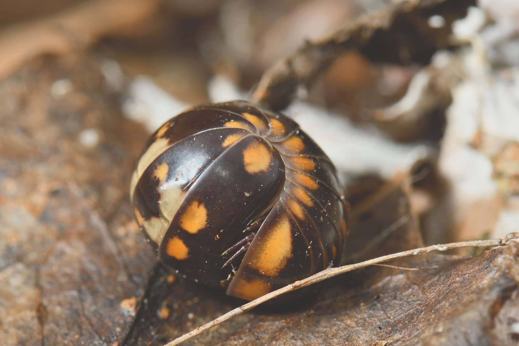 Image of Glomeris esterelana Verhoeff 1911