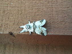 Image of Poplar Kitten