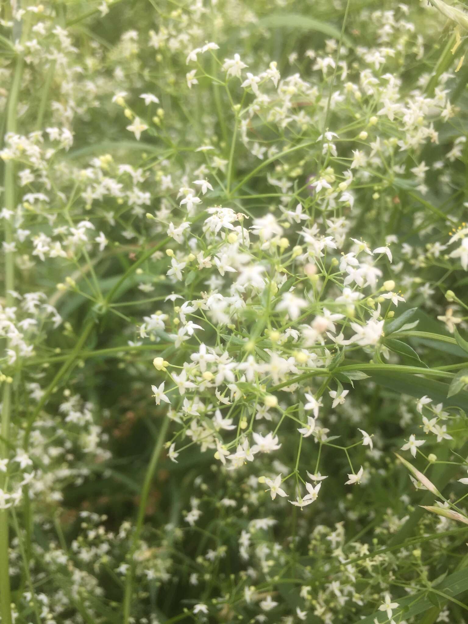 Image of white bedstraw