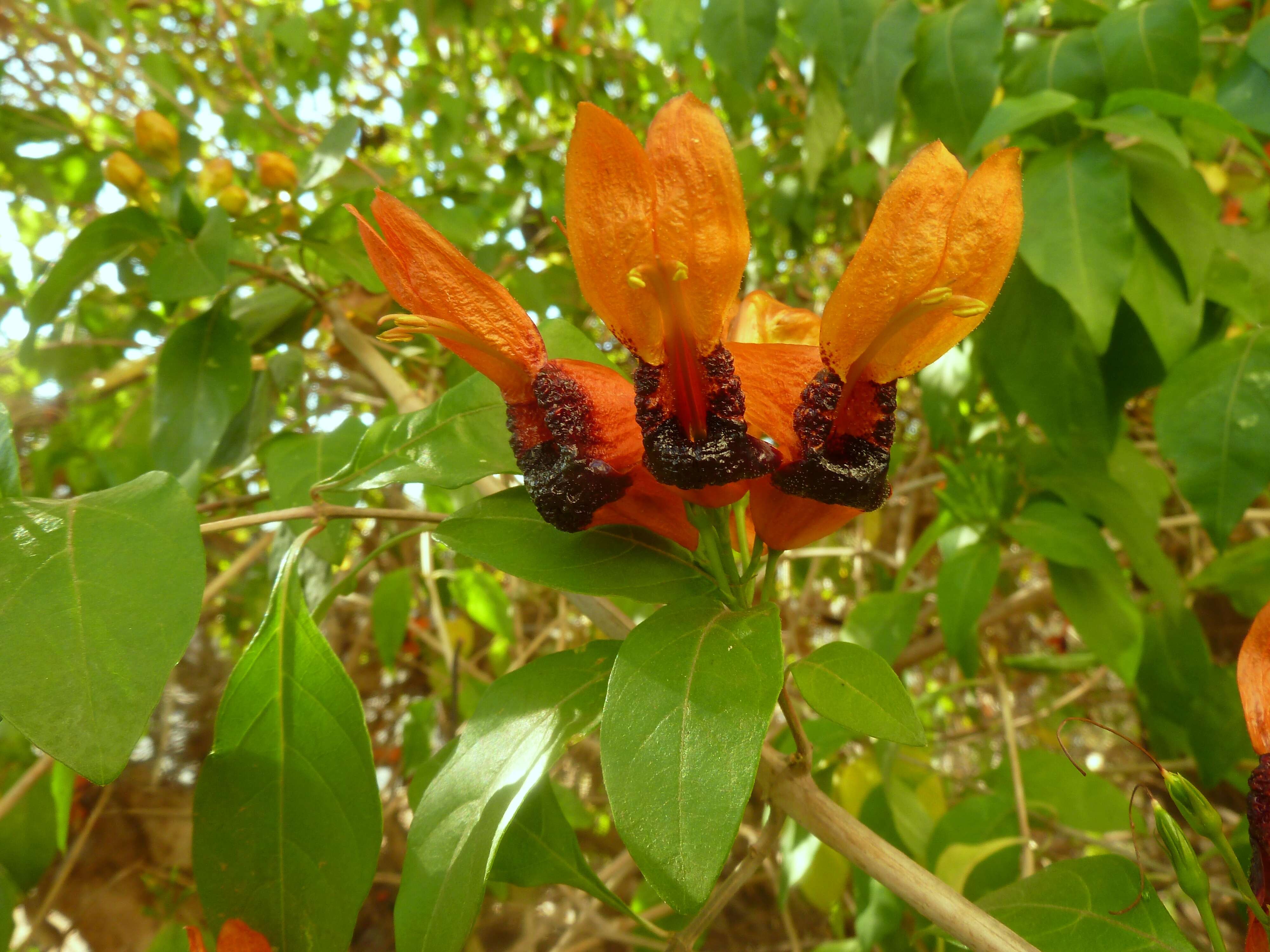 صورة Ruttya fruticosa Lindau